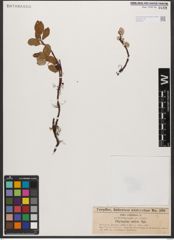 Foto von Salix reticulata L.